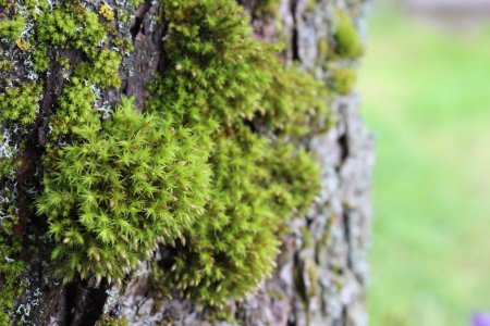 Мох Катаринея