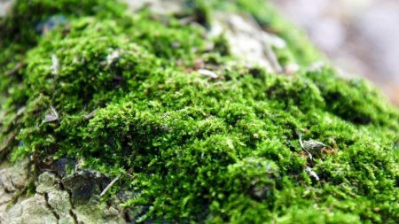 Этажчатый мох