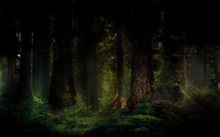Темный дремучий лес
