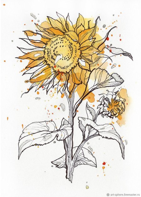 Подсолнух скетчинг