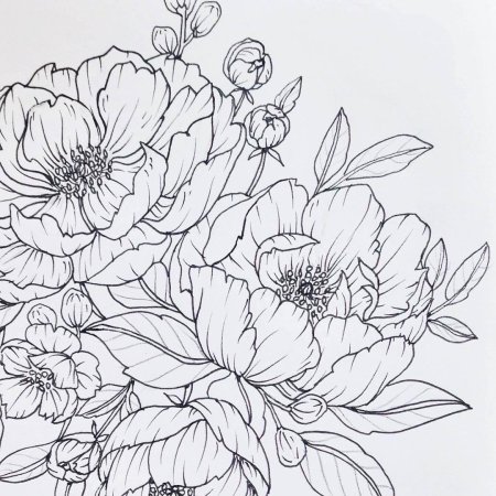 Пионы графичные