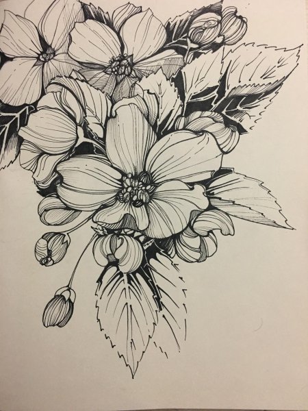 Скетчинг цветы