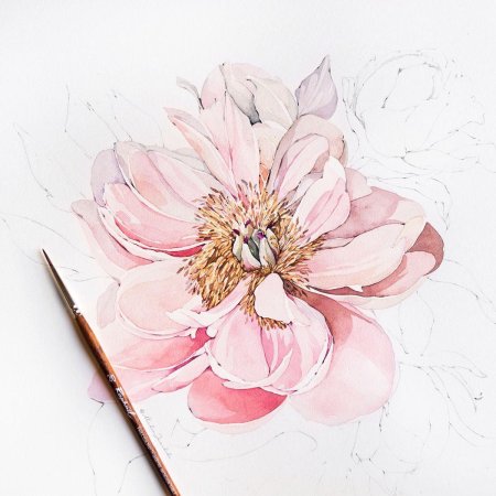 Скетчинг пионы