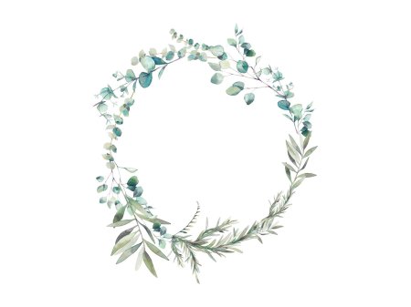 Ветка эвкалипта на прозрачном фоне