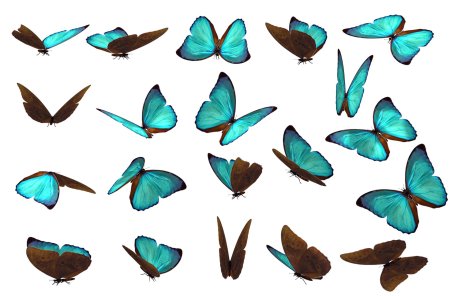 Бабочки в разных ракурсах