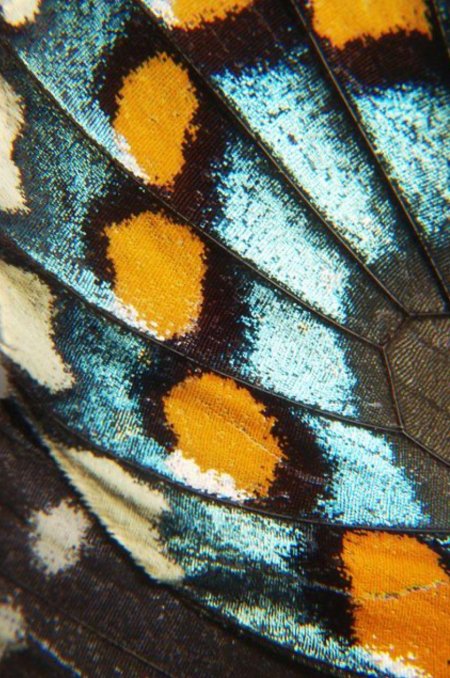 Крылья бабочки