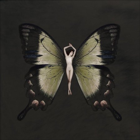 Карстен Витте бабочки