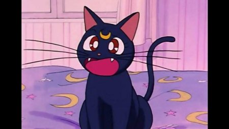 Кошка Луна из сейлормун