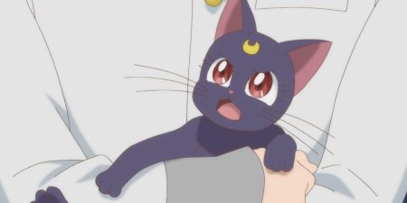 Кошка Луна из сейлормун