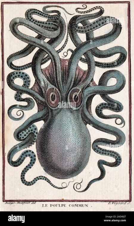 Осьминог гравюра