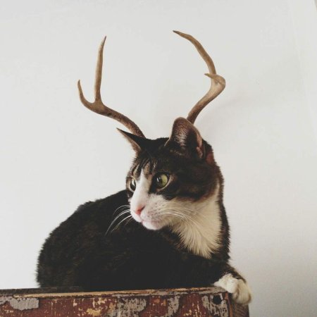 Кот с рогами