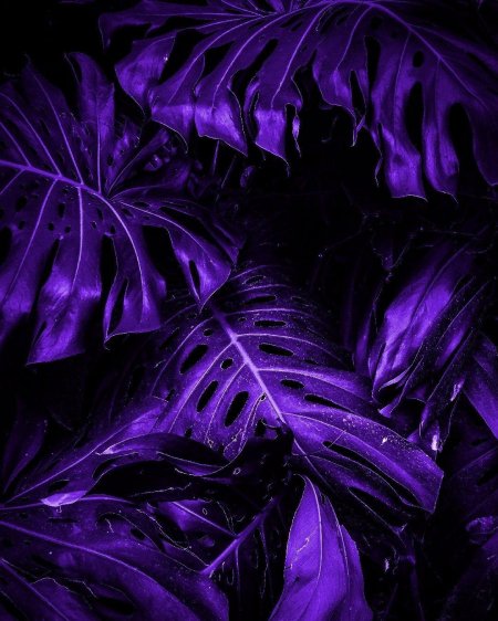 Монстера Делициоза