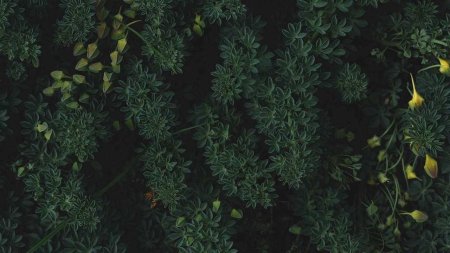 Темные растения