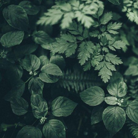 Трава Эстетика