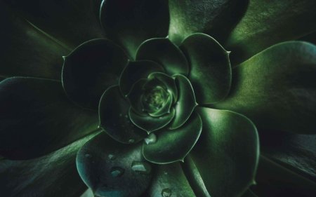 Эхеверия темно зеленая