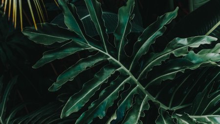 Монстера папоротник растения