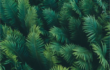 Изумрудный папоротник