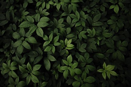 Куча зеленых листьев