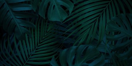 Монстера Тениус