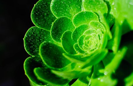 Моника Анафония зеленые цветы