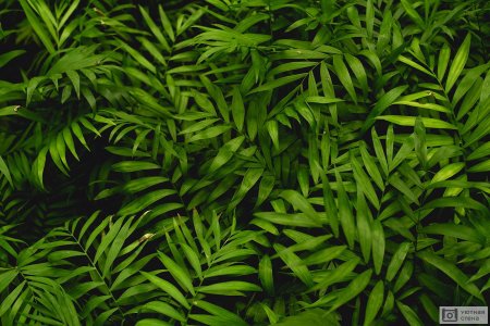 Папоротник хамедорея