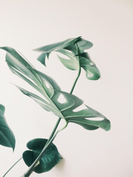 Картина зеленый лист