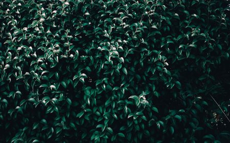 Темно зеленые растения