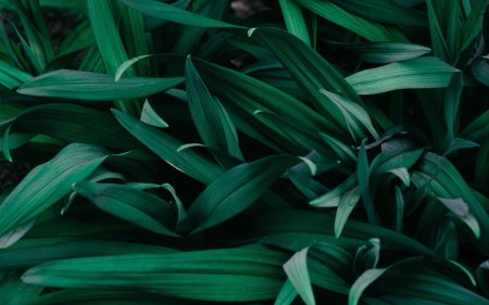 Традесканция зеленая