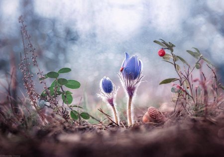 Цветы Макросъемка