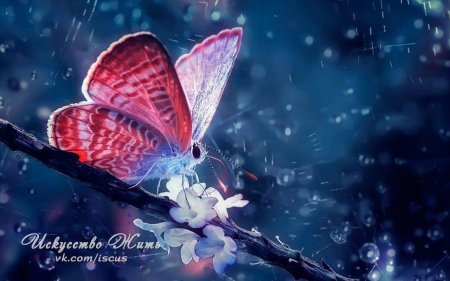 Волшебные бабочки