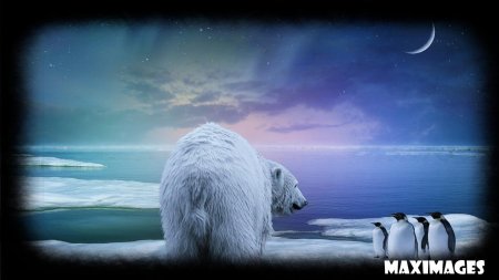 Северный полюс сияние белый медведь