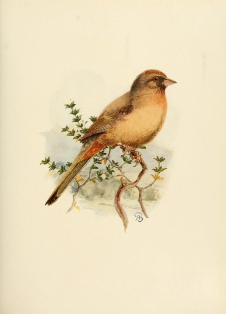 Винтажные птицы