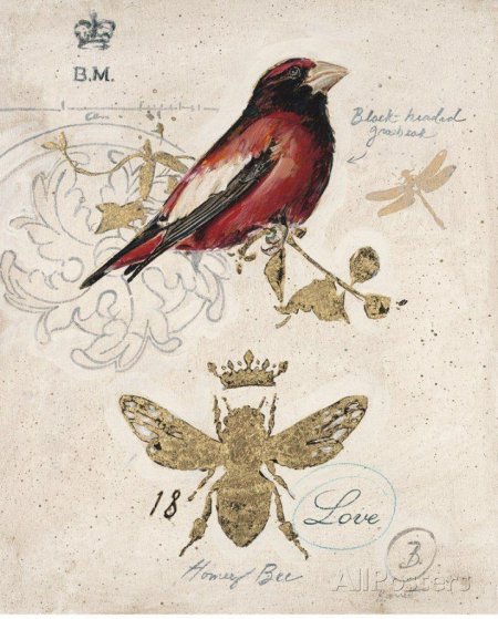 Старинные рисунки птиц