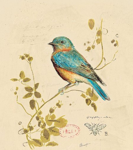 Старинные рисунки птиц