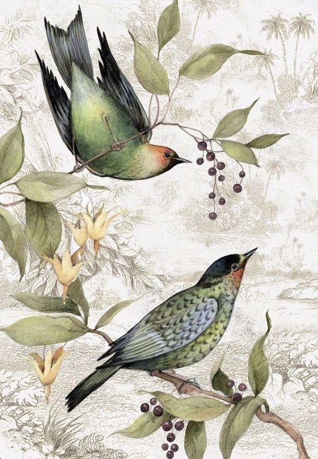 Птицы Susan Winget