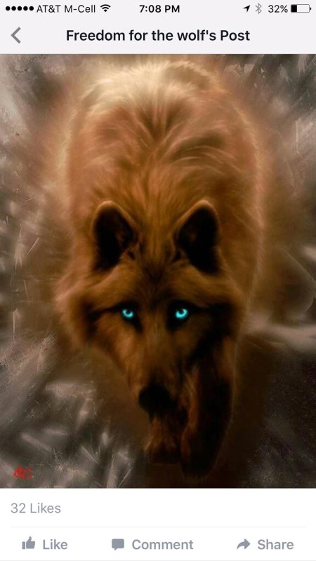 Коричневый волк с голубыми глазами