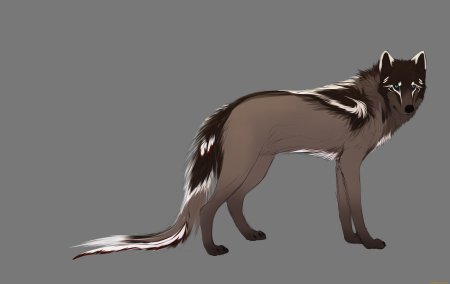 Окрасы Волков