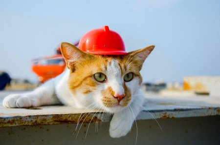 Талисман Крымского моста кот мостик