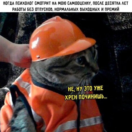 Кот в строительной каске