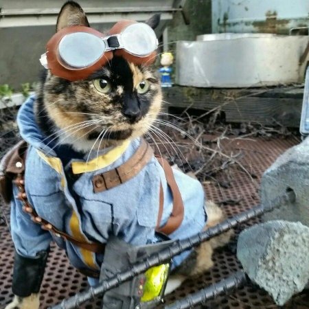 Кот фоллаут