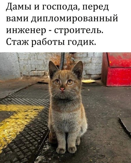 Кот вернулся