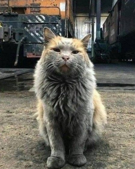 Грязный кот на заводе