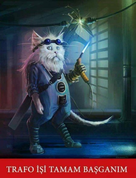 Электро кот