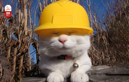 Крымский кот мостик