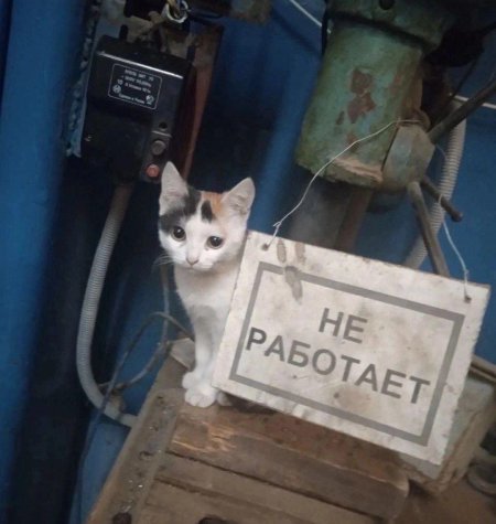 Коты на заводе