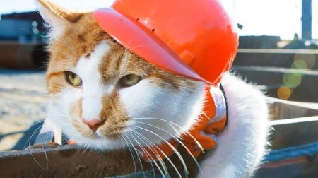 Крымский кот мостик