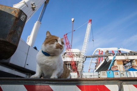 Кот начальник стройки Крымского моста