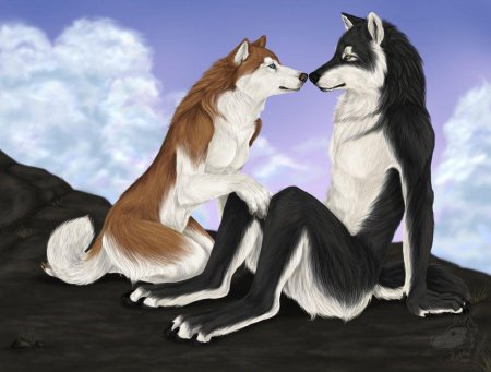 Лис и волчица любовь