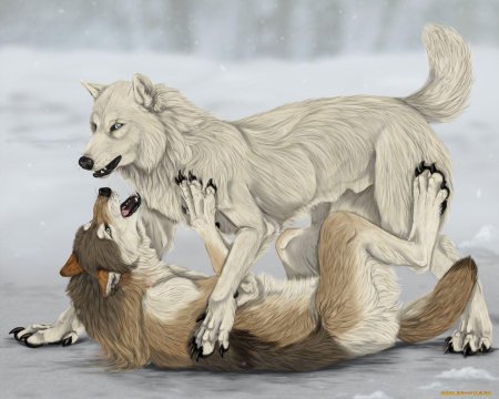 Волк защищает волчицу