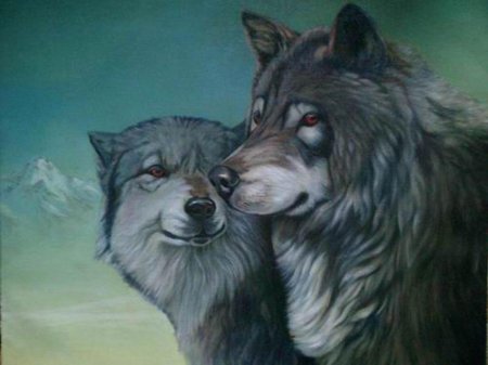 Волк и волчица любовь